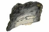 Mammoth Molar Slice With Case - South Carolina #106543-2
